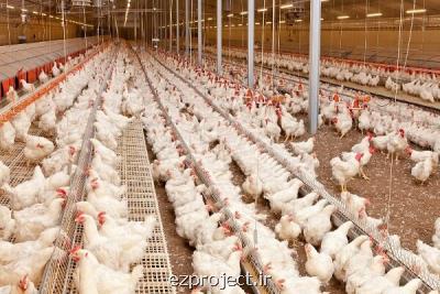 افزایش ۲۰ درصدی تورم تولیدكننده مرغداری های صنعتی