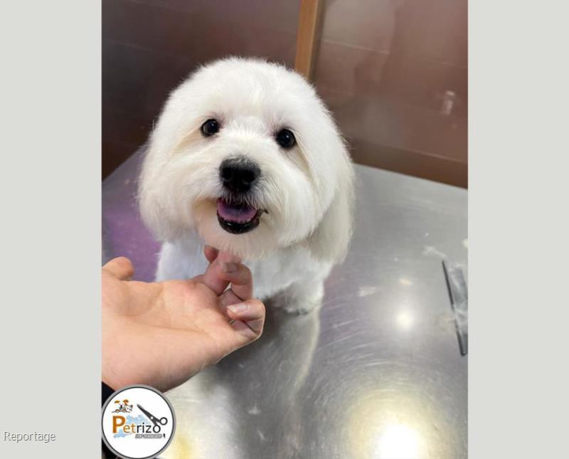 گربه پرشین طوسی