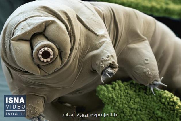 ویدیو، اکسیر جوانی در بدن خرس آبی