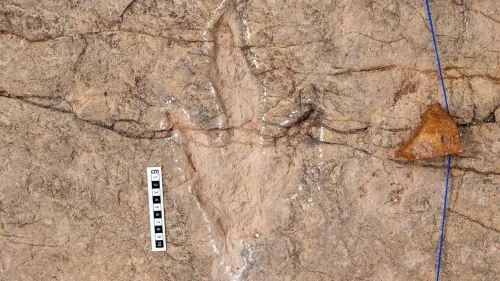 دانشمندان ۱۶ هزار ردپای دایناسور را در بولیوی ثبت کردند