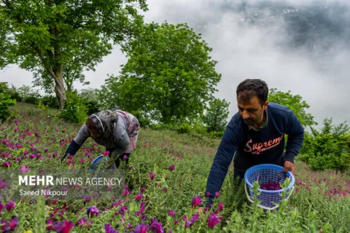 راهی تازه برای تولید بهینه گل گاوزبان بدون صدمه به طبیعت