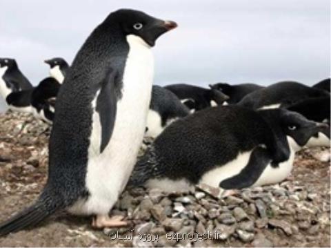 كشف ۱٬۵۰۰٬۰۰۰ پنگوئن كه دور از چشم انسان در جنوبگان زندگی می كنند