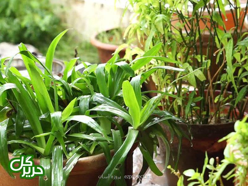 خوشگلاسیون منزل شما با گیاهان آپارتمانی